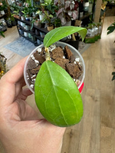 Hoya erythrostemma "Shocking pink"- Saját szaporítás