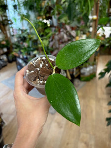 Hoya aldrichii - Saját szaporítás