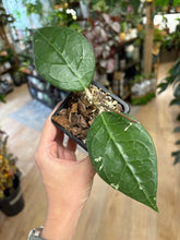 Kép betöltése a galériamegjelenítőbe: Hoya verticillata lampung  - Saját szaporítás
