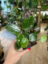 Kép betöltése a galériamegjelenítőbe: Hoya verticillata heart leaf  - Saját szaporítás
