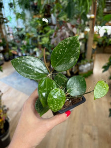Hoya verticillata heart leaf  - Saját szaporítás