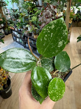 Kép betöltése a galériamegjelenítőbe: Hoya verticillata heart leaf  - Saját szaporítás
