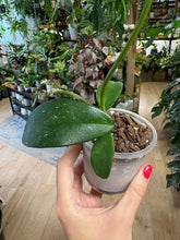 Kép betöltése a galériamegjelenítőbe: Hoya diversifolia - Saját szaporítás
