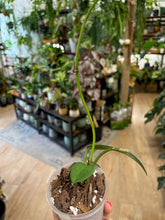 Kép betöltése a galériamegjelenítőbe: Hoya diversifolia - Saját szaporítás
