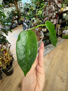 Hoya macgillivrayi Taiwan - Saját szaporítás