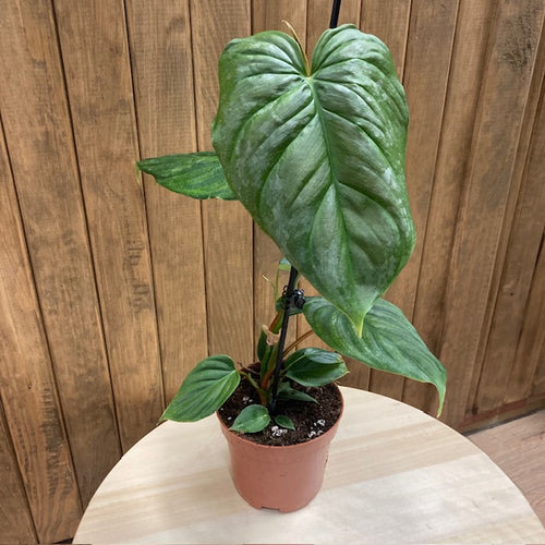 Philodendron majestic - Tropical Home 
