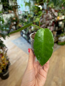 Hoya macgillivrayi Taiwan - Saját szaporítás