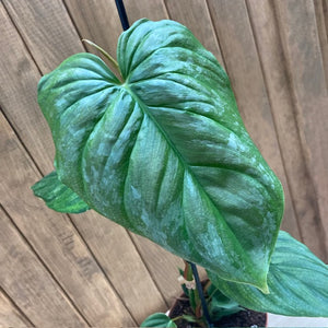Philodendron majestic - Tropical Home 