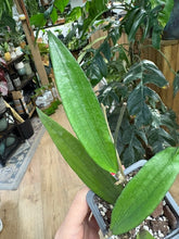 Kép betöltése a galériamegjelenítőbe: Hoya rindu rafflesia (sp. Bengkulu) - Saját szaporítás
