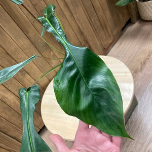 Philodendron joepii - Tropical Home 