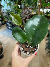 Kép betöltése a galériamegjelenítőbe: Hoya surigaoensis - Saját szaporítás
