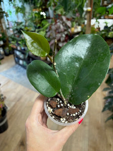 Hoya surigaoensis - Saját szaporítás