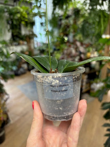 Hoya globulifera  - Saját szaporítás
