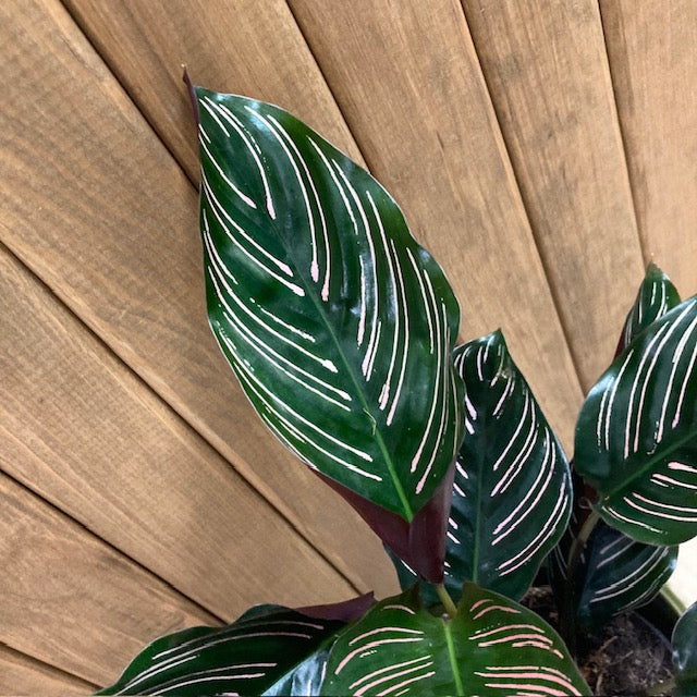 Calathea ornata 