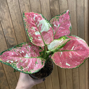 Aglaonema "Anyamanee Tricolor "  4.  - Rákvirág - Chinese Evergreen