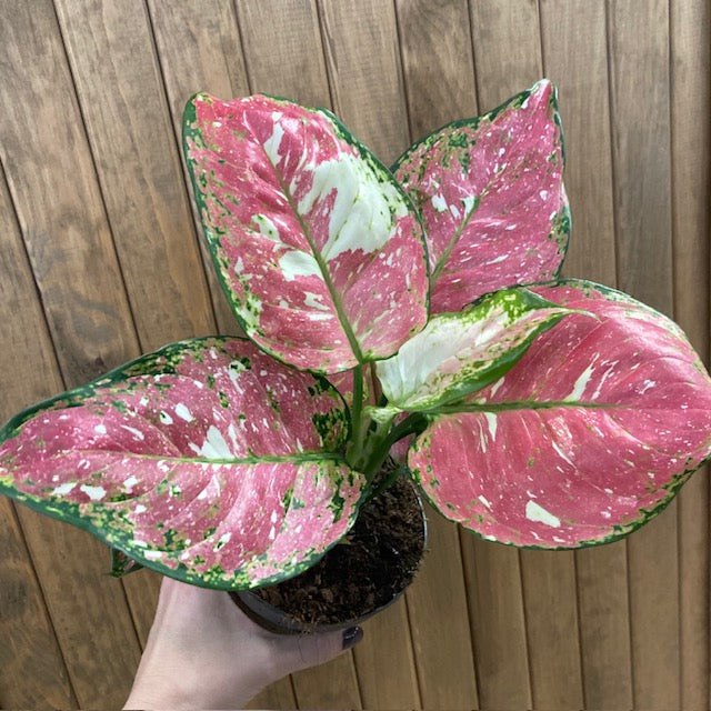 Aglaonema 