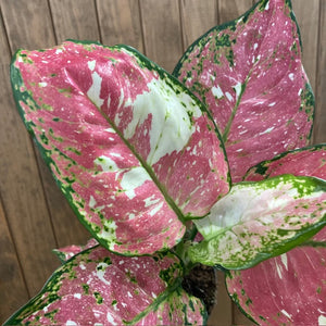 Aglaonema "Anyamanee Tricolor "  4.  - Rákvirág - Chinese Evergreen