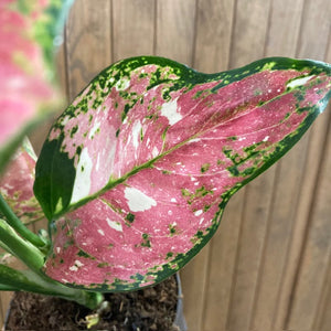 Aglaonema "Anyamanee Tricolor "  4.  - Rákvirág - Chinese Evergreen