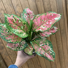 Kép betöltése a galériamegjelenítőbe: Aglaonema &quot;Anyamanee Tricolor &quot;  5.  - Rákvirág - Chinese Evergreen
