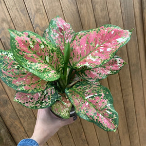 Aglaonema "Anyamanee Tricolor "  5.  - Rákvirág - Chinese Evergreen