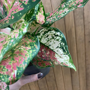 Aglaonema "Anyamanee Tricolor "  5.  - Rákvirág - Chinese Evergreen