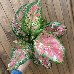 Aglaonema "Anyamanee Tricolor "  5.  - Rákvirág - Chinese Evergreen