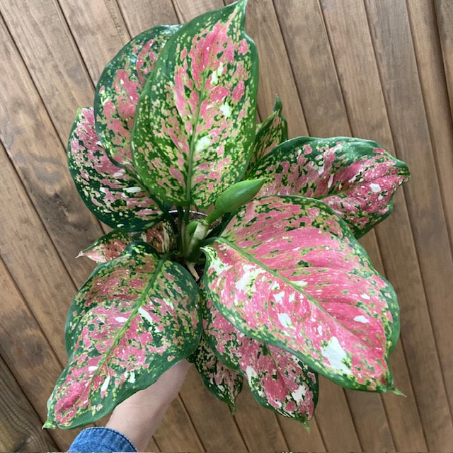 Aglaonema 