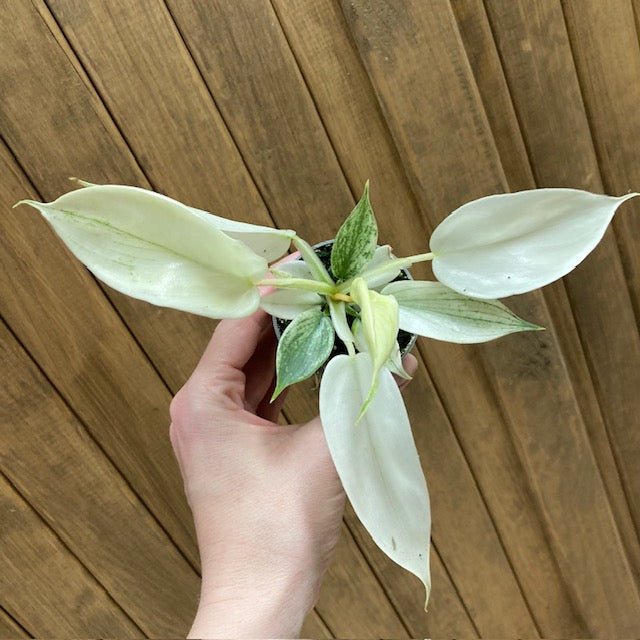 Philodendron florida 