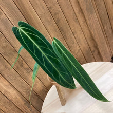 Kép betöltése a galériamegjelenítőbe: Anthurium warocqueanum - Tropical Home 
