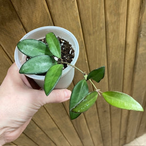 Hoya rosita - Viaszvirág - Wax plant - Tropical Home 