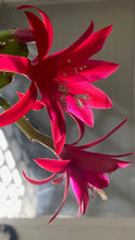 Kép betöltése a galériamegjelenítőbe: Epiphyllum &quot;Leon herick&quot; - Saját szaporítás
