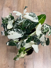 Kép betöltése a galériamegjelenítőbe: Alocasia &quot;Frydek&quot; variegata - 11cm cserépátmérő

