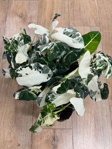 Alocasia "Frydek" variegata - 11cm cserépátmérő