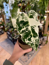 Kép betöltése a galériamegjelenítőbe: Alocasia &quot;Frydek&quot; variegata - 11cm cserépátmérő
