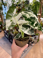 Kép betöltése a galériamegjelenítőbe: Alocasia &quot;Frydek&quot; variegata - 11cm cserépátmérő
