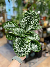 Kép betöltése a galériamegjelenítőbe: Streptocarpus &quot;Pretty turtle&quot;

