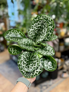 Streptocarpus "Pretty turtle"