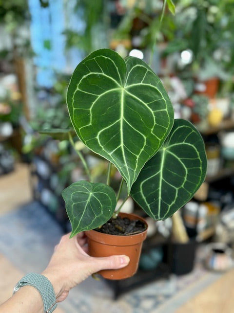 Anthurium clarinervium