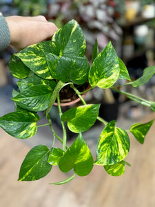 Epipremnum aureum - Aranyos szobafutóka - Golden pothos