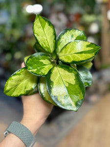 Hoya australis "Lisa" - Viaszvirág