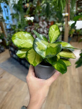 Kép betöltése a galériamegjelenítőbe: Hoya australis &quot;Lisa&quot; - Viaszvirág
