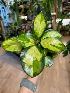 Hoya australis "Lisa" - Viaszvirág