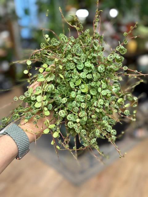 Peperomia prostrata - Csüngő törpebors - String of turtles