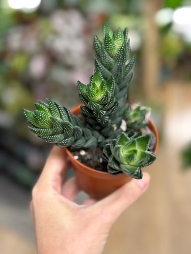 Haworthiopsis reinwardtii - Tropical Home 