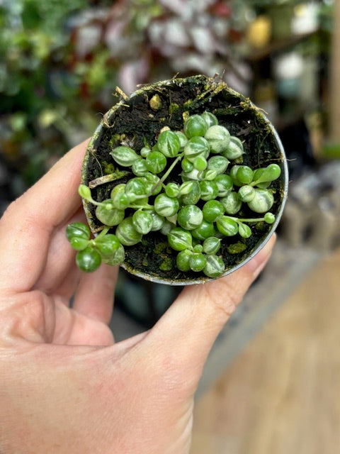 Senecio rowleyanus variegata - Borsóka - String of pearls