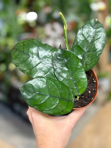 Hoya villosa - Viaszvirág