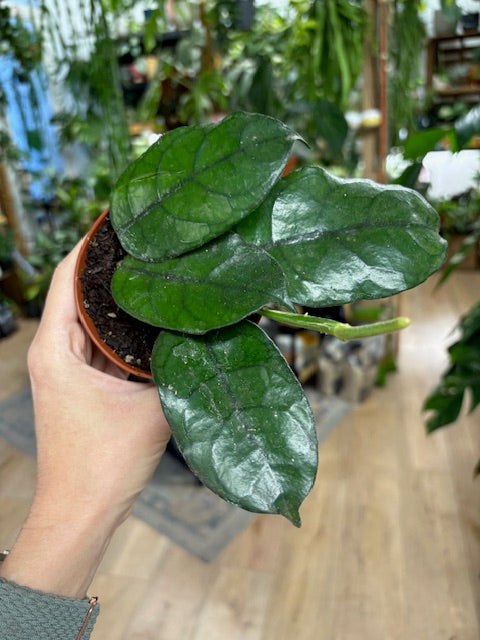 Hoya villosa - Viaszvirág