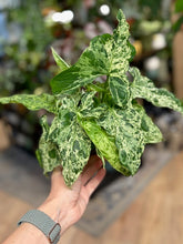 Kép betöltése a galériamegjelenítőbe: Syngonium podophyllum mottled &quot;Mojito&quot; - Nyíllevél &quot;Mojito&quot;- Arrowhead vine - Tropical Home 
