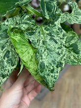 Kép betöltése a galériamegjelenítőbe: Syngonium podophyllum mottled &quot;Mojito&quot; - Nyíllevél &quot;Mojito&quot;- Arrowhead vine - Tropical Home 
