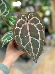 DocBlock Anthurium Michelle® - EXCLUSIVE